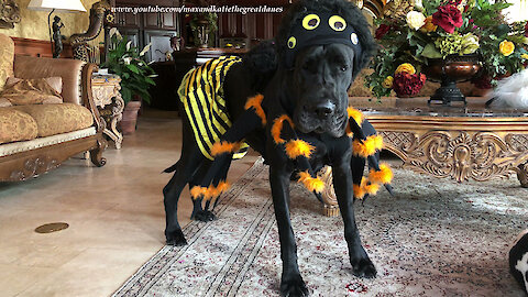 Great Dane models spider bumble bee Halloween costume