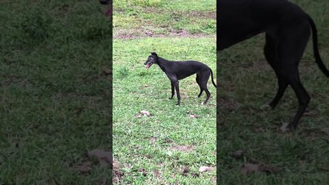 Disabled greyhound on a happy walk