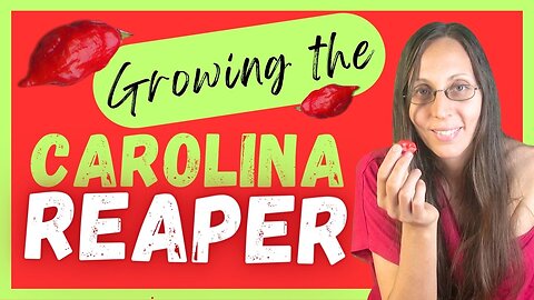 Spicy Secrets: Growing Your Own Carolina Reapers