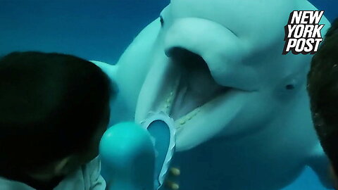 Boo! Playful beluga whale tries to scare kids
