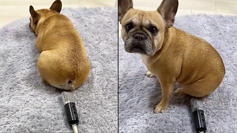 Dog farts into microphone then freaks out 😂