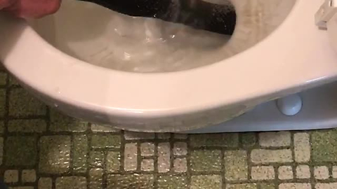 Brave Man Pulls Yet Another Snake From His Elderly Neighbor's Toilet