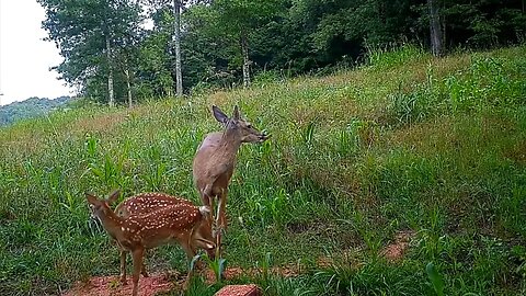 Twin Whitetail Fawns Up Close in HD