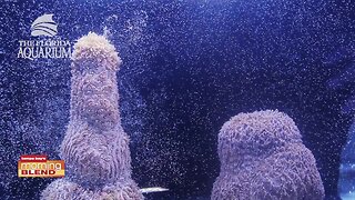 Coral Spawning | Morning Blend