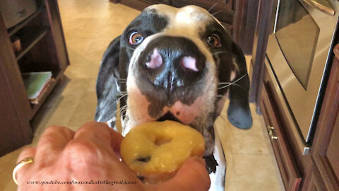 Polite Great Danes Love Homemade Vanilla Blueberry Donuts