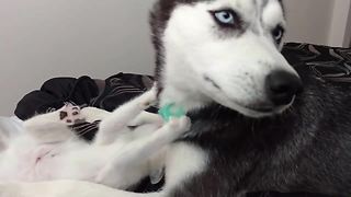 Husky and kitten share precious playtime moment