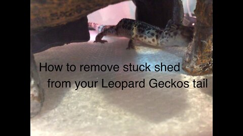 How to remove stuck shed from your Leopard Gecko's tail