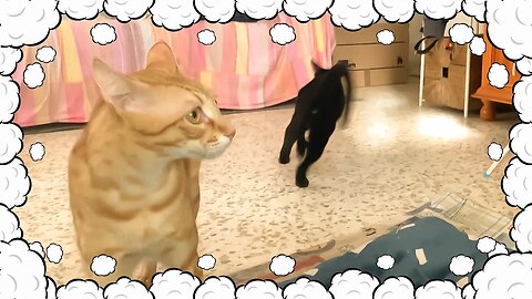 30 Seconds Of Cuteness: Cat And Kitty Run Amok 😹