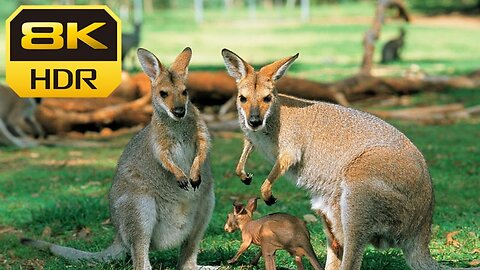 Australian Wildlife- Twin Kangaroo Joeys