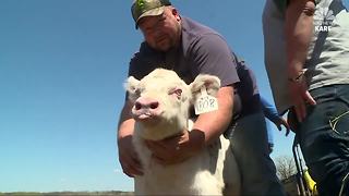 Wisconsin Albino Calf Steals Hearts