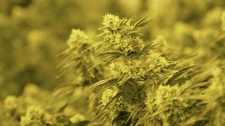 Voters In Oklahoma Approve Very Permissive Medical Marijuana Law