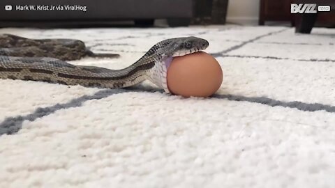 Il video impressionante di un serpente che inghiotte un uovo di gallina