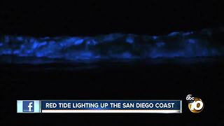Red tide lighting up the San Diego coast