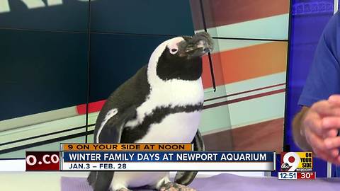 Winter family days at Newport Aquarium