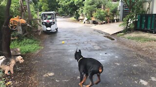 Doberman trains while Oscar rests