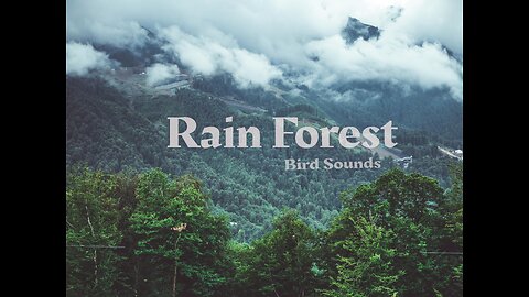 Rain forest with Bird noises | ambience sounds for sleep | Relax