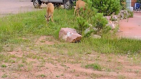 Breakfast for Deer