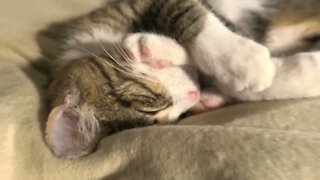 Baby Cat Curls Up and Purrs