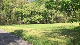 Cades Cove. Wild Turkeys