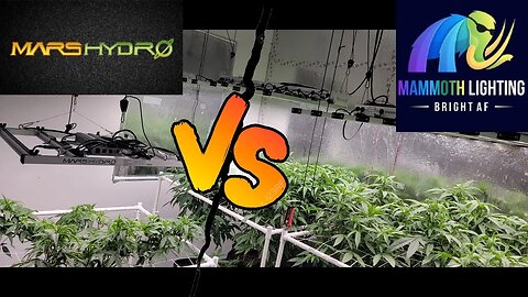Explosive Veg Growth - MarsHydro & Mammoth LED - Cheap LED vs Expensive LED Lighting