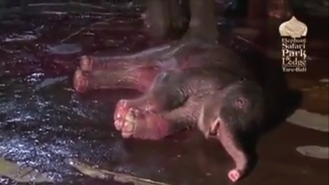 Wonderful Elephant Mother Giving Birth In Bali