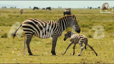 lions vs giraffe lion hunting zebra