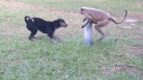 Funny dog VS monkey video