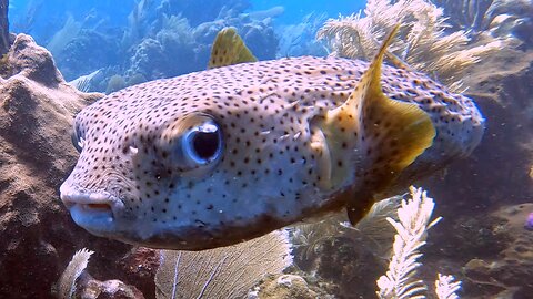 Two puffer fish glide beautifully over the reef in Roatan