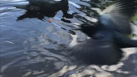 Amazing Bird Catches Food Midair