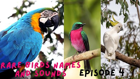 Rare Birds Names and Sounds-Fourth Episode