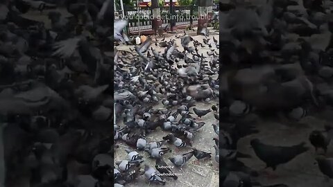 Pigeons in San Francisco?