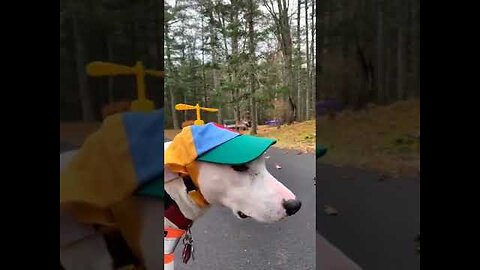 "Howl-larious Antics: A Compilation of Silly Dog Shenanigans!"