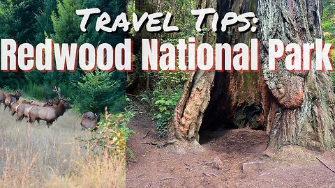 Travel Tips: Redwood National Park Travel Guide
