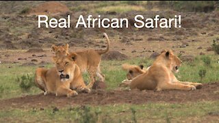 Close Encounter with Lions on Safari! (Uganda, Africa)