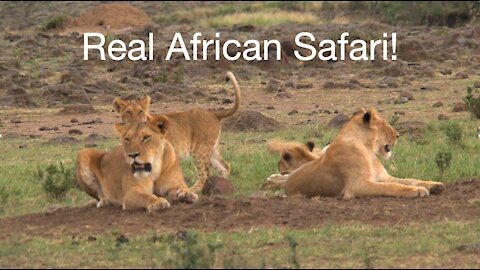 Close Encounter with Lions on Safari! (Uganda, Africa)