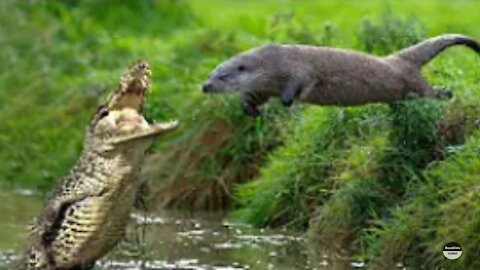 Caiman VS Otters Fight Till Death