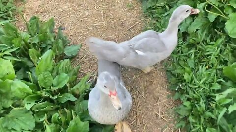 Muscovy Ducklings - How Quickly They Grow Up!