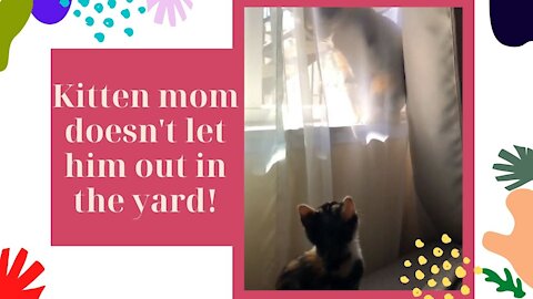 Kitten mom doesn't let him out in the yard!