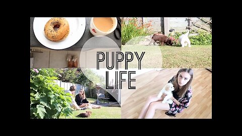 VLOG: Puppy Life | Suzie Bonaldi