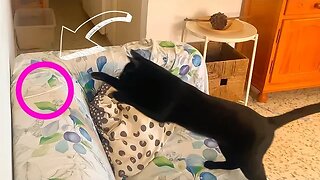 Mini Panther Wants To Destroy All Paper Straws