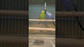 Budgies Too Cute Together 😂 #shorts #youtubeshorts #budgies #parakeets #parrots #animallover