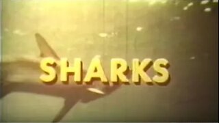 Behavior of Sharks by Jacques Cousteau 🦈