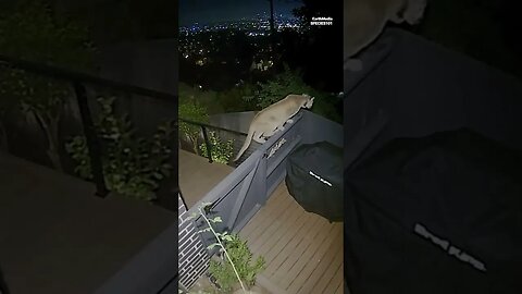 Bloodthirsty Mountain Lion in Hollywood Hills