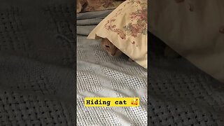 Cat hiding under pillow