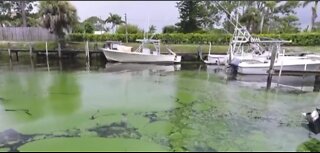 Governor Ron DeSantis announces appointments to Blue-Green Algae Task Force