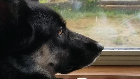 Depressed dog forced indoors due to rain