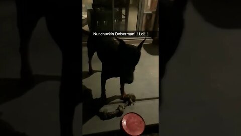 🥋🐕#Doberman #Nunchucks with his rope! 🤣 #shorts #dobermanlove #nunchaku #funny #dobermanplanet