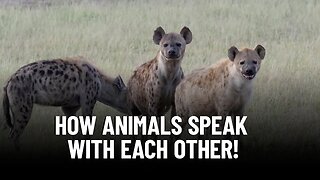 How Animals Communicate With Each Other?