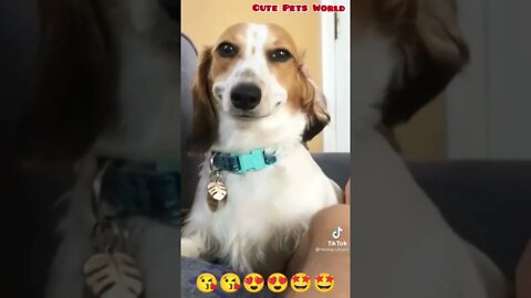 dog smiling #shorts #funny #tiktok #dog #trending #trend