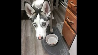 Husky Freaked Out By Weird Xmas Treat